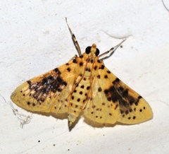 Conogethes semifascialis