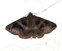 Bastilla arcuata