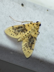 Conogethes semifascialis