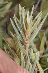 Grubbia tomentosa