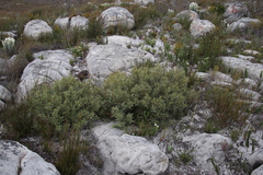 Grubbia tomentosa