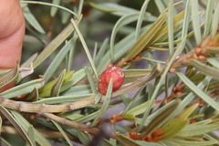 Grubbia tomentosa
