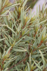 Grubbia tomentosa