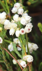 Erica palliiflora