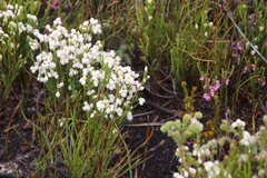 Erica palliiflora