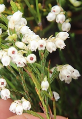 Erica palliiflora