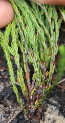 Erica palliiflora