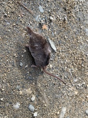 Sorex fumeus