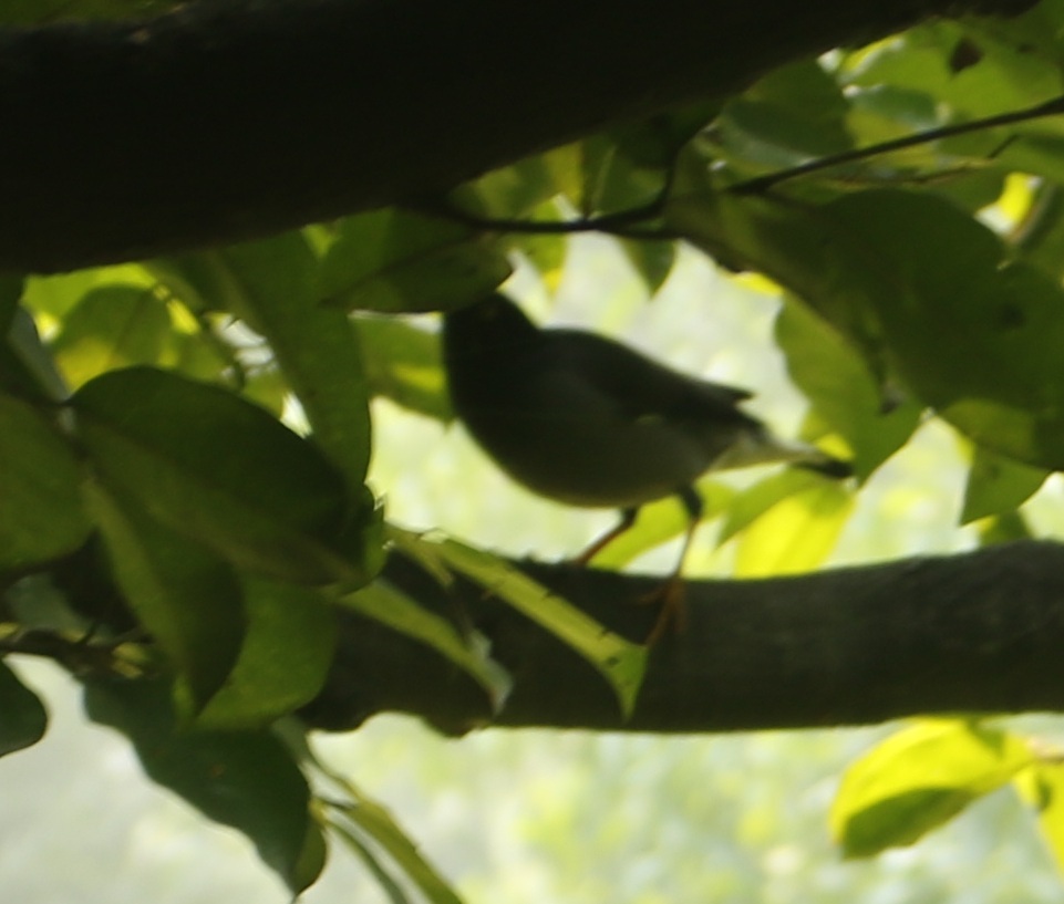 Jungle Myna