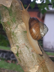 Asperitas sparsa