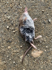 Sorex fumeus