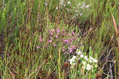 Erica gnaphaloides