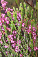 Erica gnaphaloides