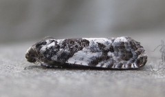 Gypsonoma adjuncta