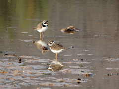 Charadrius hiaticula