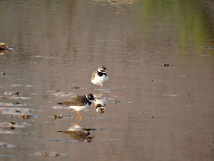 Charadrius hiaticula