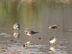 Charadrius hiaticula