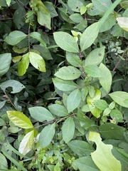 Combretum albidum
