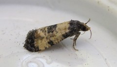 Neocochylis dubitana