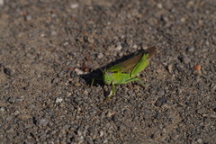 Ognevia longipennis