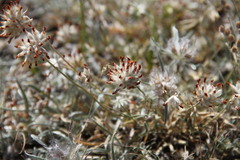 Anthyllis vulneraria boissieri