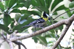 Machlolophus spilonotus