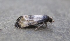 Neocochylis dubitana