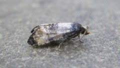 Neocochylis dubitana