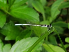 Agriocnemis pieris