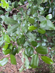 Diospyros ferrea