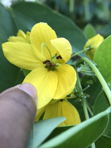 Senna sulfurea, photograph 6