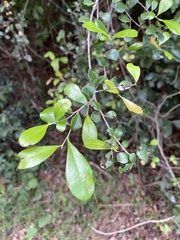 Diospyros ferrea