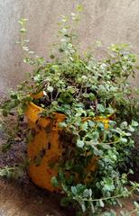 Coleus amboinicus