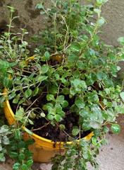 Coleus amboinicus
