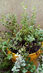 Coleus amboinicus
