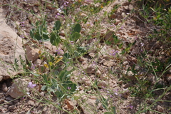 Physorhynchus chamaerapistrum