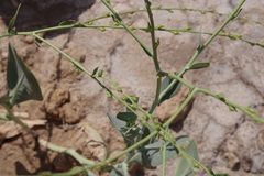 Physorhynchus chamaerapistrum