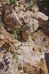 Physorhynchus chamaerapistrum