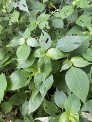 Strobilanthes cordifolia