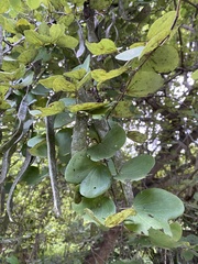 Bauhinia racemosa