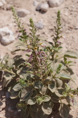 Cleome austroarabica
