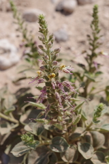 Cleome austroarabica