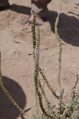 Reseda aucheri