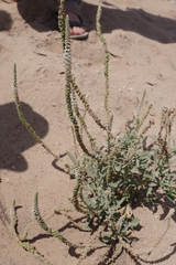 Reseda aucheri