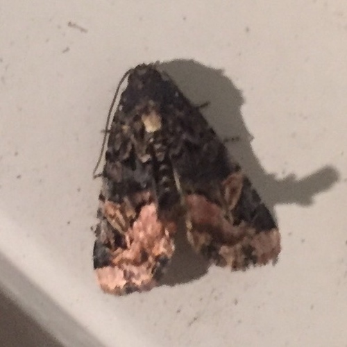 Homophoberia apicosa