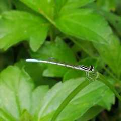 Agriocnemis pieris