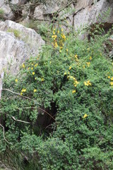 Hypericum revolutum revolutum