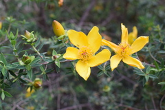 Hypericum revolutum revolutum