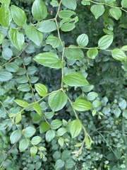 Ziziphus oenopolia