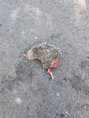 Erinaceus europaeus
